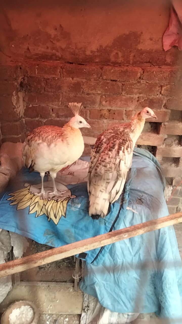 black shoulder peacocks pair 10