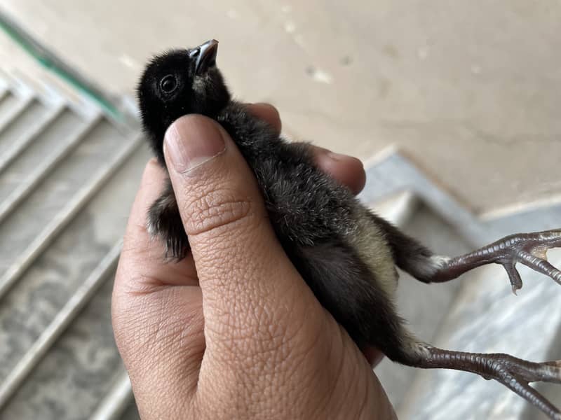 Thai pakoya chicks 0