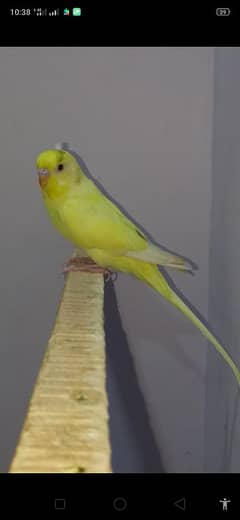 Dun fellow Budgie