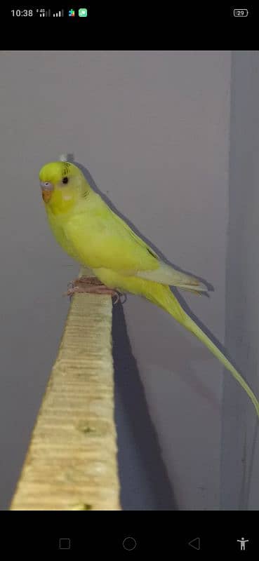 Dun fellow Budgie 0