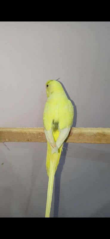 Dun fellow Budgie 1