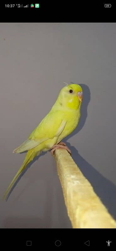 Dun fellow Budgie 2