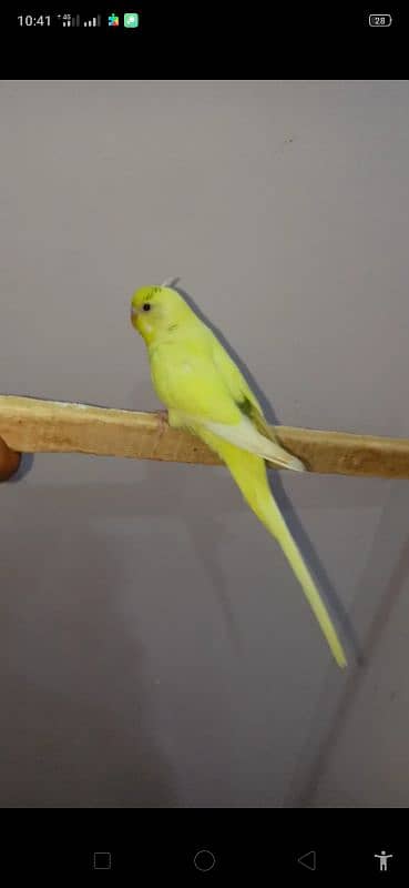 Dun fellow Budgie 3