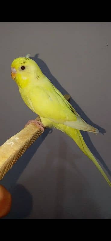 Dun fellow Budgie 4