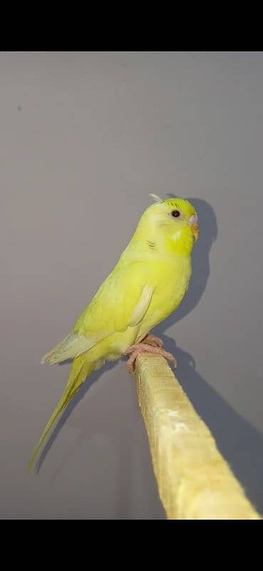 Dun fellow Budgie 5