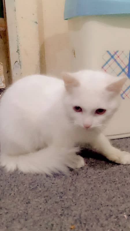 7000 Persian double coat kitten 0