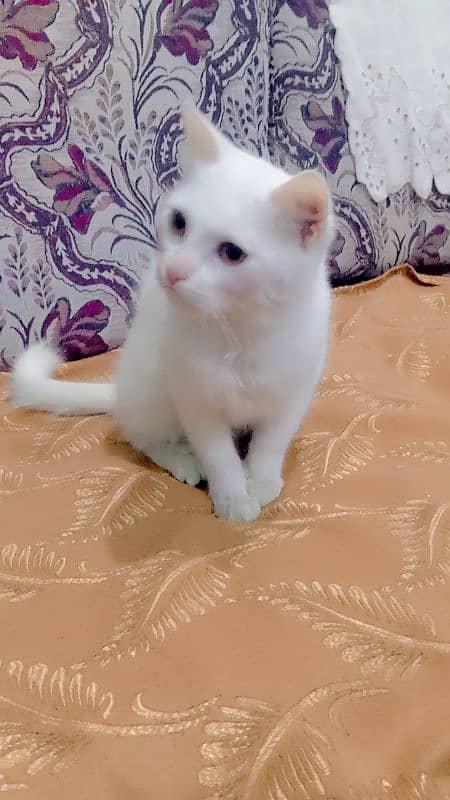 7000 Persian double coat kitten 1