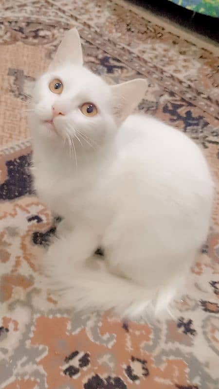 7000 Persian double coat kitten 4