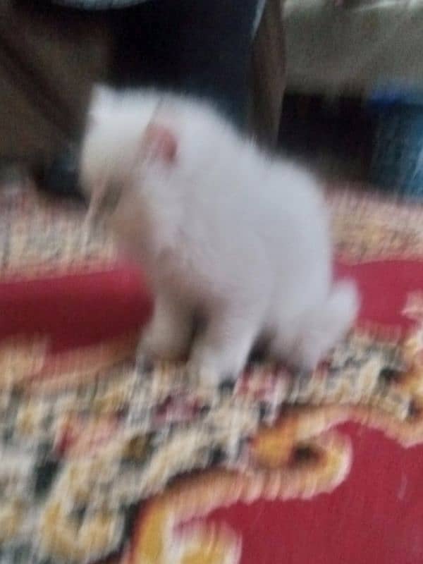 Kidden for persian cat double code. 14000 per kidden 0