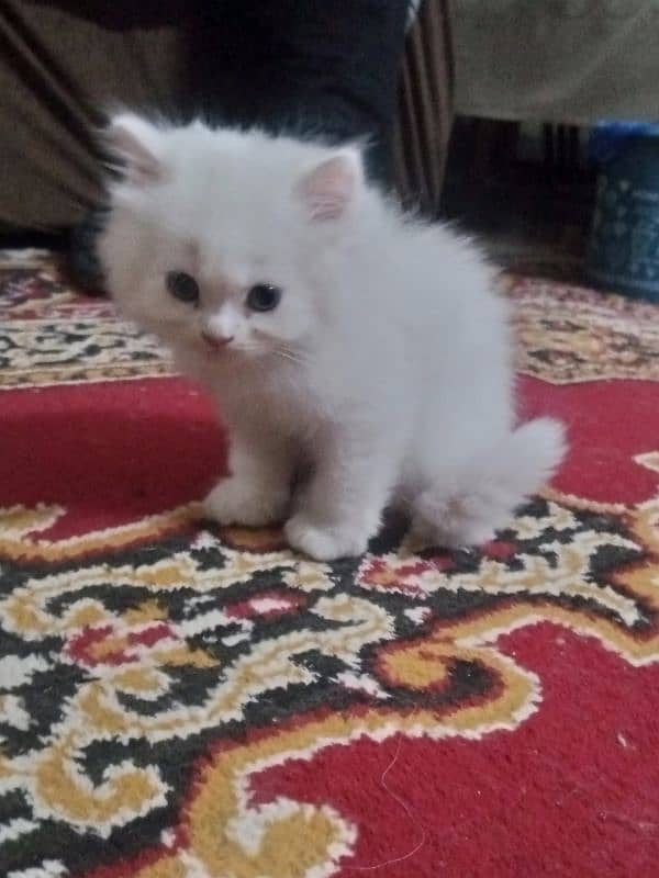 Kidden for persian cat double code. 14000 per kidden 2