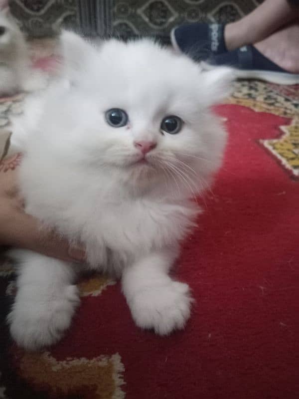 Kidden for persian cat double code. 14000 per kidden 4