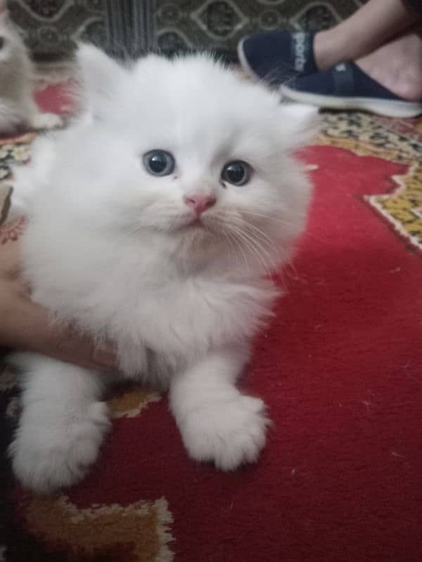 Kidden for persian cat double code. 14000 per kidden 5