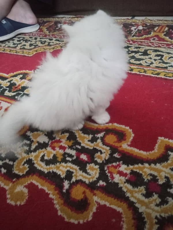 Kidden for persian cat double code. 14000 per kidden 8