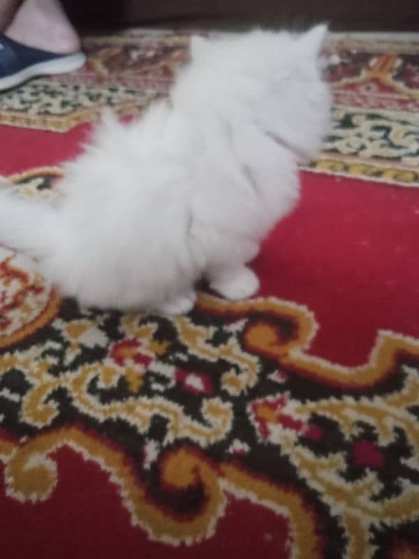 Kidden for persian cat double code. 14000 per kidden 9