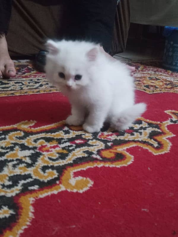 Kidden for persian cat double code. 14000 per kidden 11