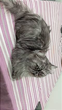 Persian Cat/ Grey colour/ Extreme Punch/ Triple Coted hair