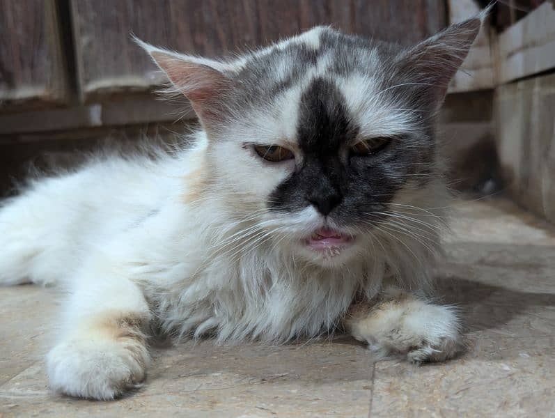 Persian Calico Female Triple code with Yellow Eyes. 0