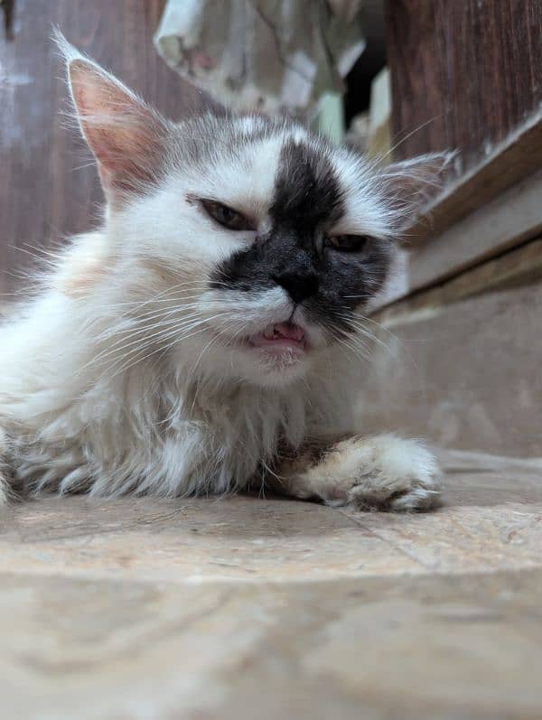 Persian Calico Female Triple code with Yellow Eyes. 1