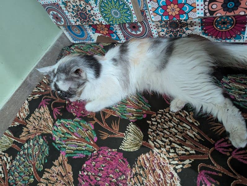 Persian Calico Female Triple code with Yellow Eyes. 3