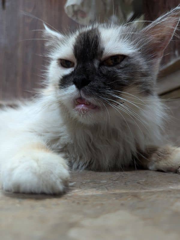 Persian Calico Female Triple code with Yellow Eyes. 4