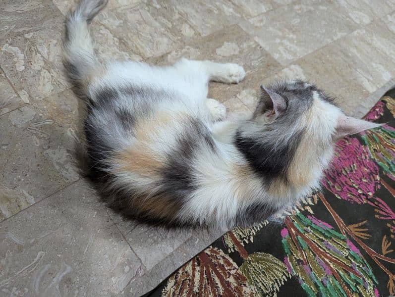 Persian Calico Female Triple code with Yellow Eyes. 5