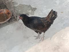 Astrolorp Egg laying Hen