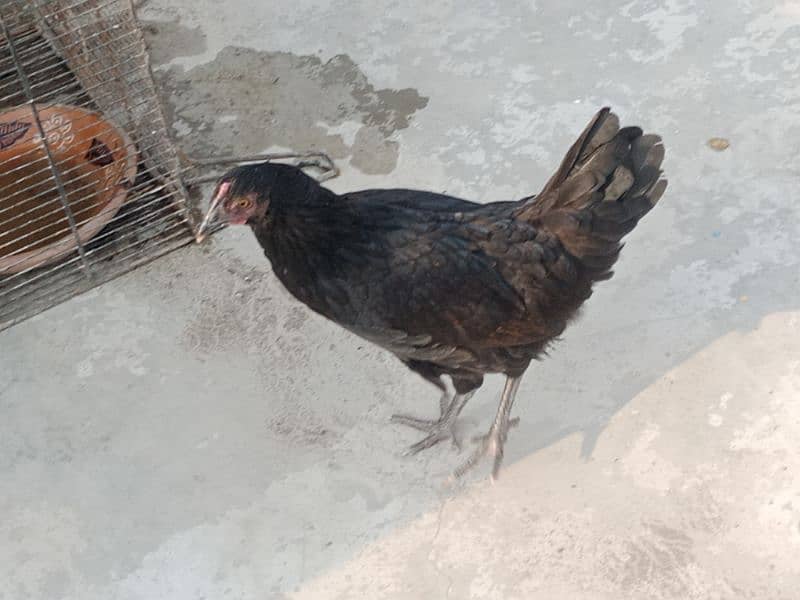 Astrolorp Egg laying Hen 0