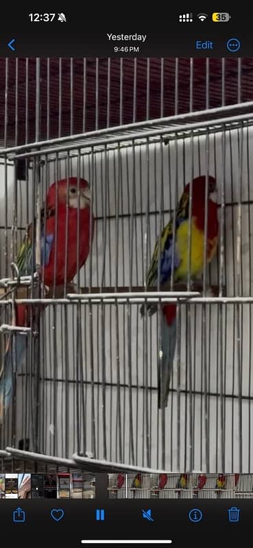 Rosella breeder pair 0