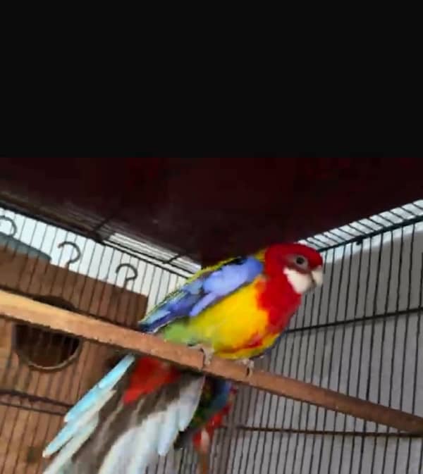 Rosella breeder pair 1