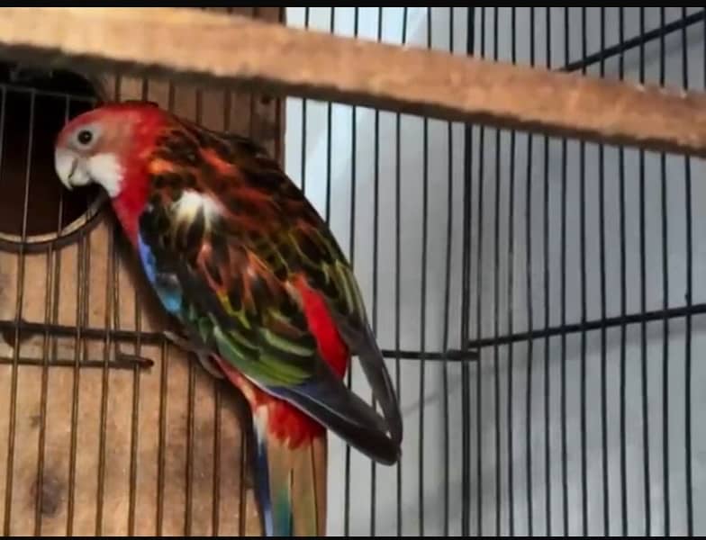 Rosella breeder pair 2