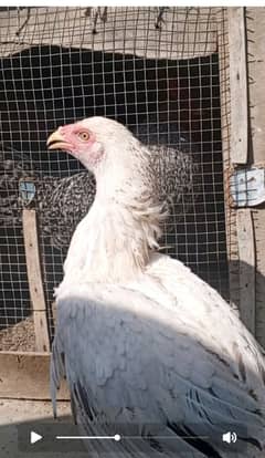 white Javi & pattha sindhi cross