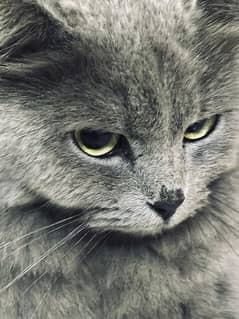 Persian cat