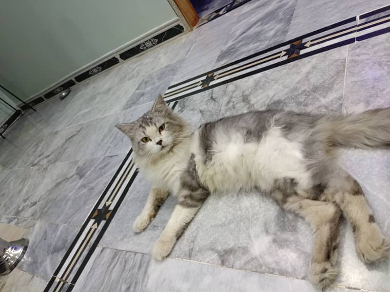 Breed Persian double 0