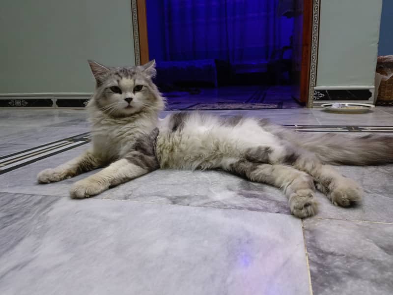 Breed Persian double 1