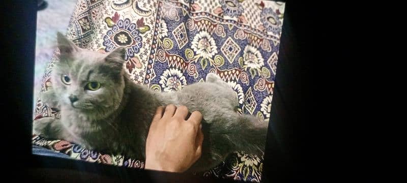 Persian cat 1