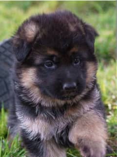 German shepherd urgent sale . rabta no. 0307 1729978