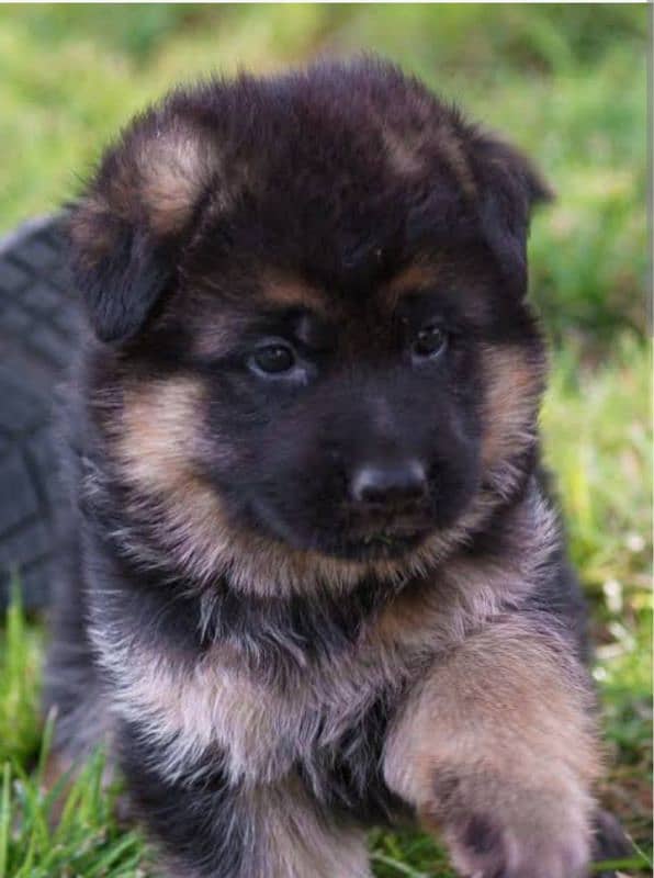 German shepherd urgent sale . rabta no. 0307 1729978 0