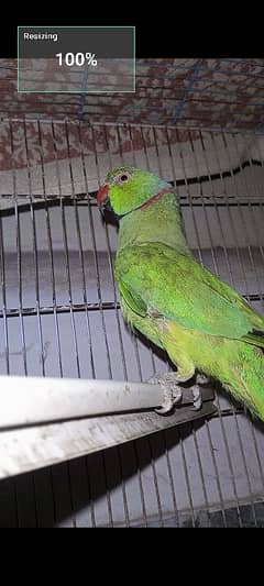 Green parrot