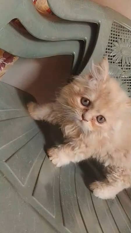 pure breed buton eyes female kitten more than triple coated 0