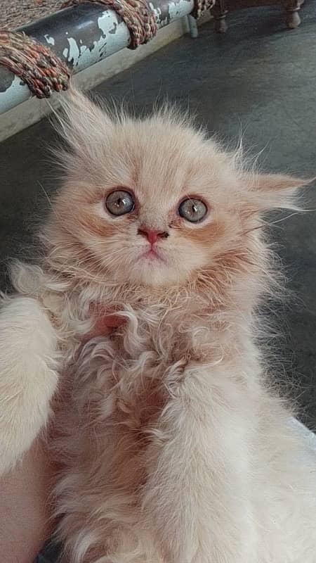 pure breed buton eyes female kitten more than triple coated 2