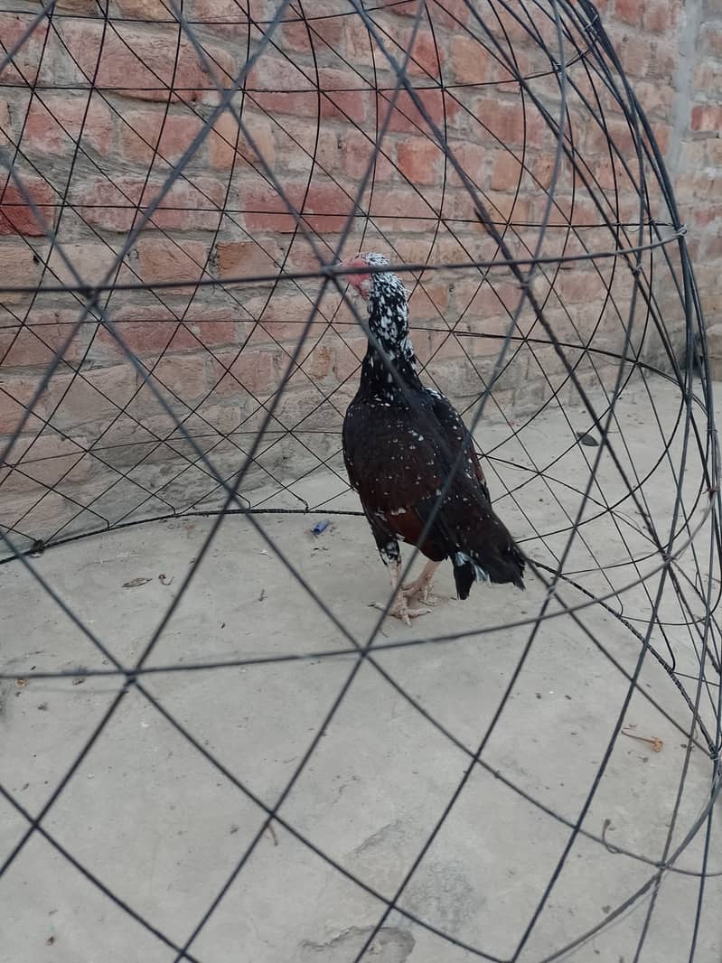 Pure Mianwali High Quality Breed | Aseel Hen | 03089375935 0