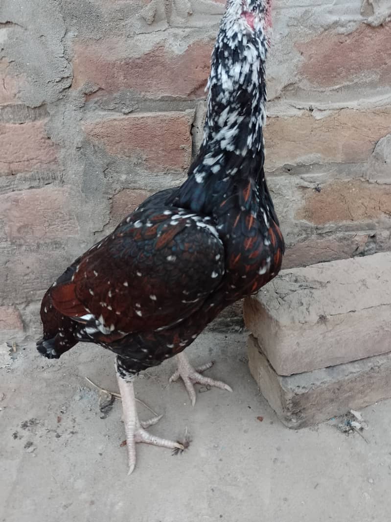 Pure Mianwali High Quality Breed | Aseel Hen | 03089375935 1