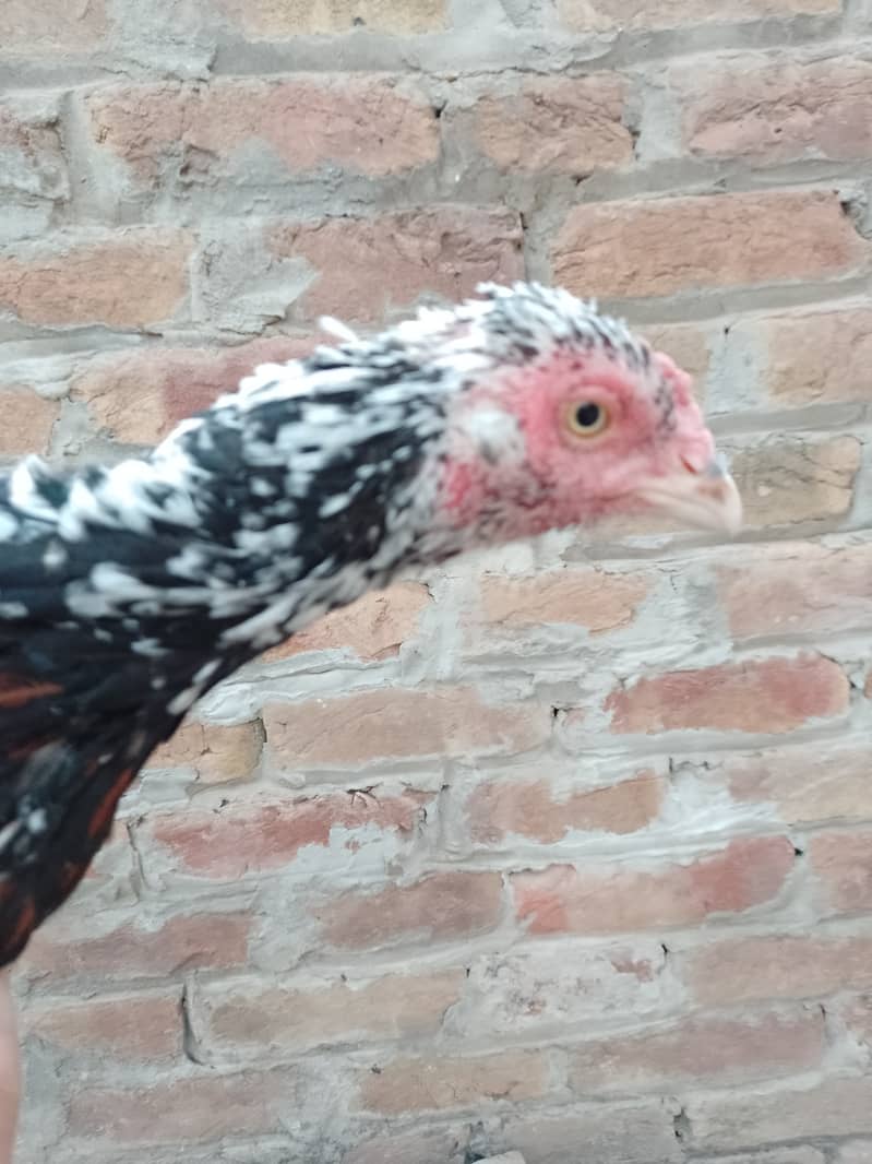 Pure Mianwali High Quality Breed | Aseel Hen | 03089375935 2