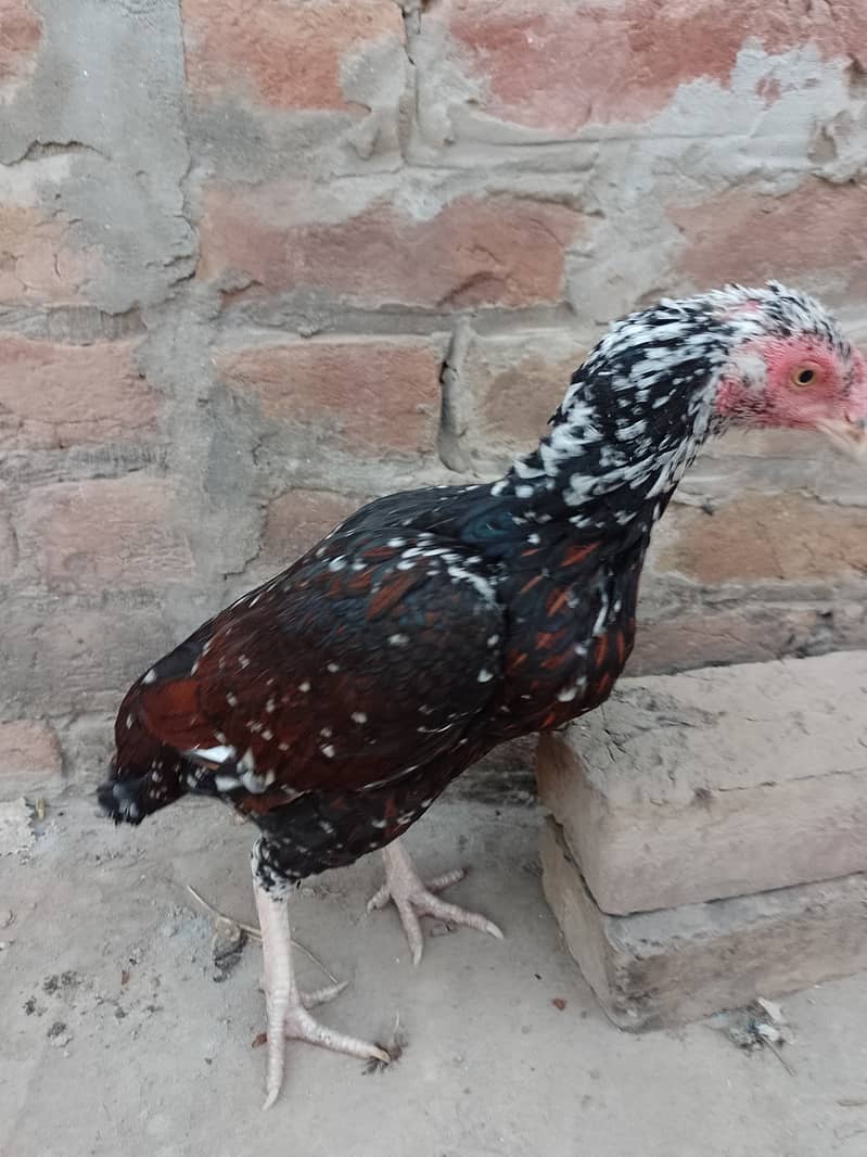 Pure Mianwali High Quality Breed | Aseel Hen | 03089375935 3