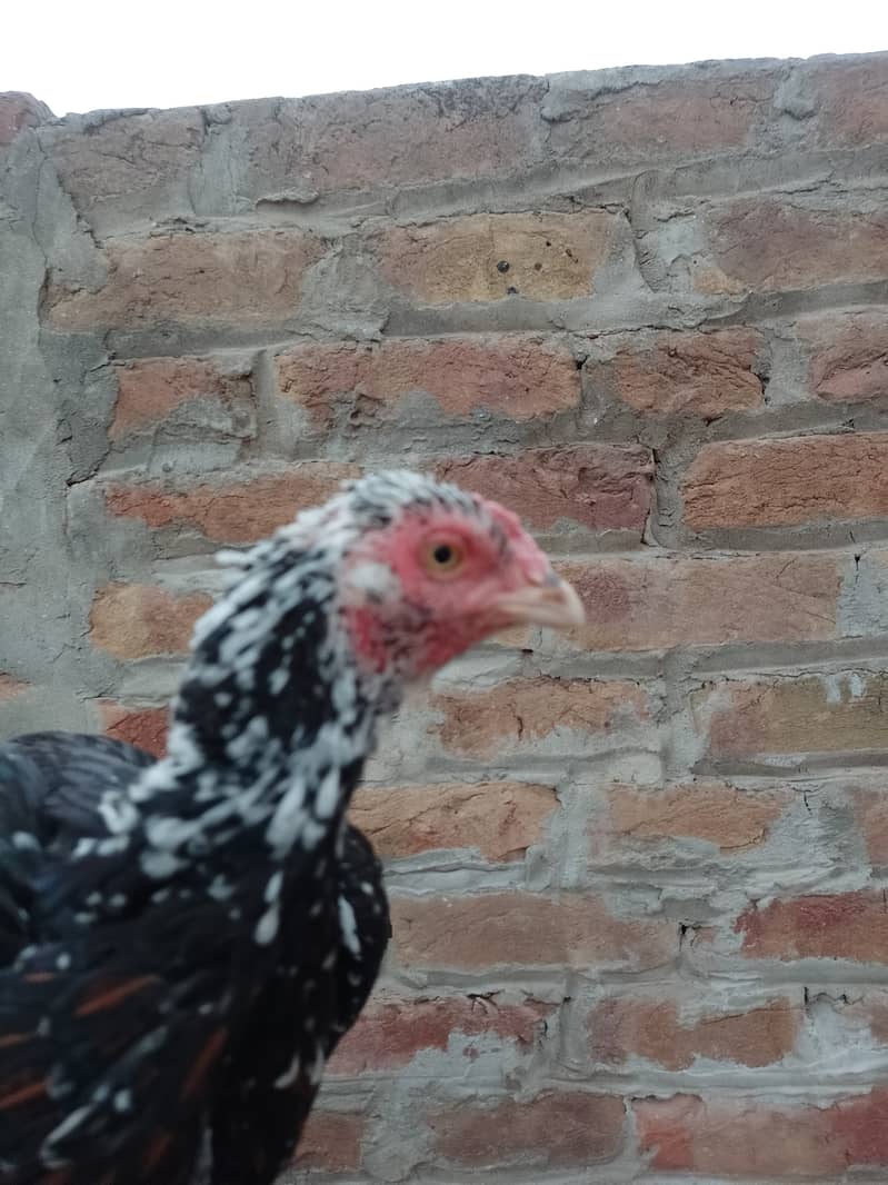 Pure Mianwali High Quality Breed | Aseel Hen | 03089375935 4