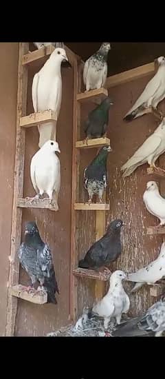 sale all pigeons and cadge