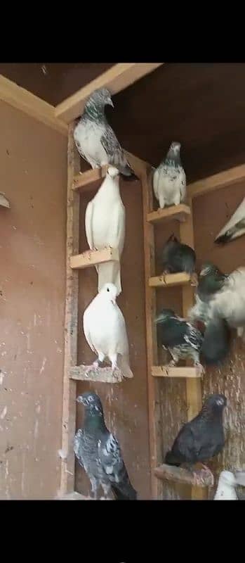 sale all pigeons and cadge 1