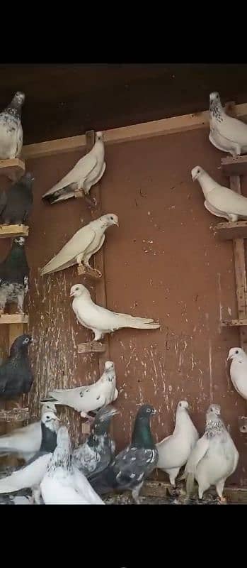 sale all pigeons and cadge 3