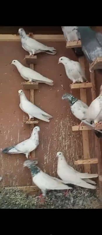 sale all pigeons and cadge 4