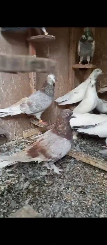 sale all pigeons and cadge 6